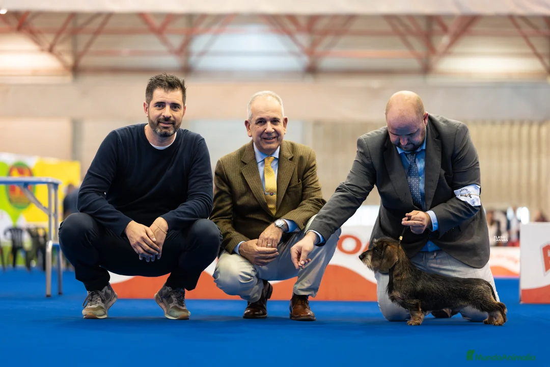 Teckel Miniatura perros en venta: Exclusiva camada de Teckel miniatura de Pelo duro  en Cantabria - Anuncio 3