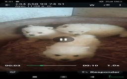 Pomerania perros en venta: Pomerania cara de zorro  - Imagen 4