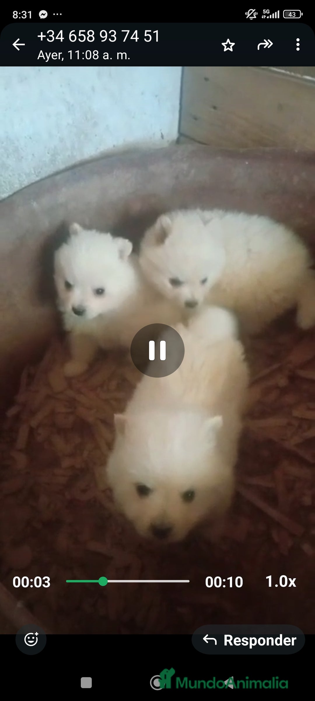 Pomerania perros en venta: Pomerania cara de zorro  - Imagen 4