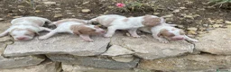 Épagneul Breton perros en venta: Epagneul breton - Anuncio 10