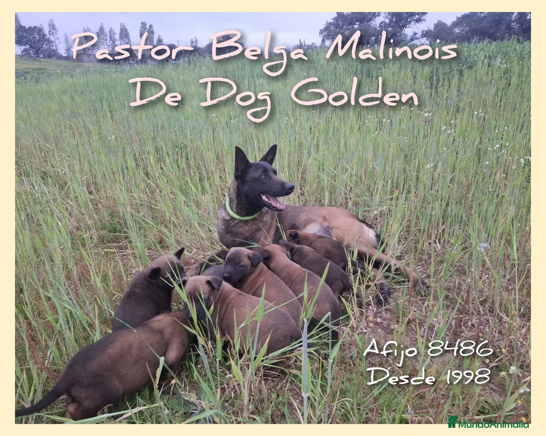 Pastor Belga Malinois perros en venta: Pastor Belga Malinois - Anuncio 1