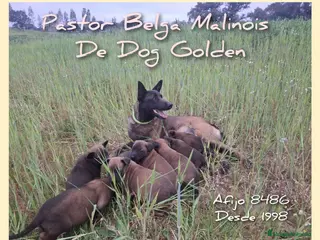 Pastor Belga Malinois perros en venta: Pastor Belga Malinois - Anuncio 1