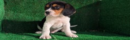 Beagle perros en venta: Beagle - Anuncio 7