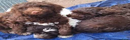 Perro de Agua Español perros en venta: PERRO DE AGUA PUPPY  - Anuncio 5