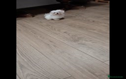 Bichón Maltés perros en venta: BICHÓN MALTÉS ❗🐾 - Imagen 2