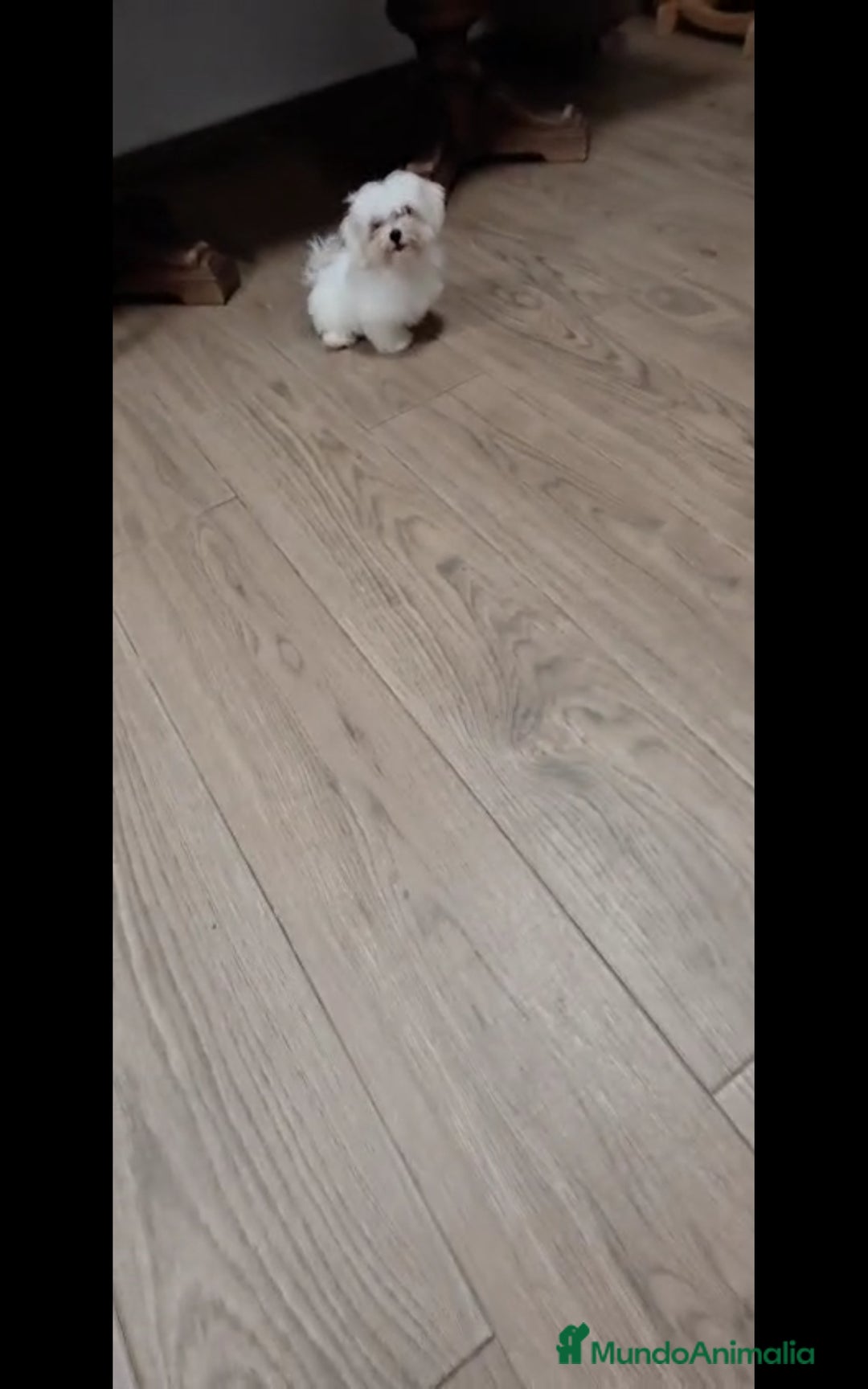 Bichón Maltés perros en venta: BICHÓN MALTÉS ❗🐾 - Imagen 2