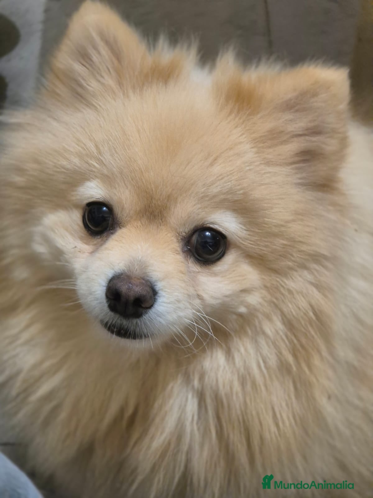 Pomerania perros Pomerania  - Anuncio 1