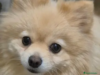 Pomerania perros Pomerania - Anuncio 1