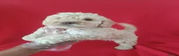Perro de Agua Español perros en venta: Perro de Agua Español  - Anuncio 3