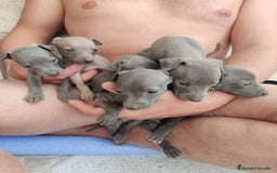 Pequeño Lebrel Italiano perros en venta: Lebrel italiano - Imagen 1