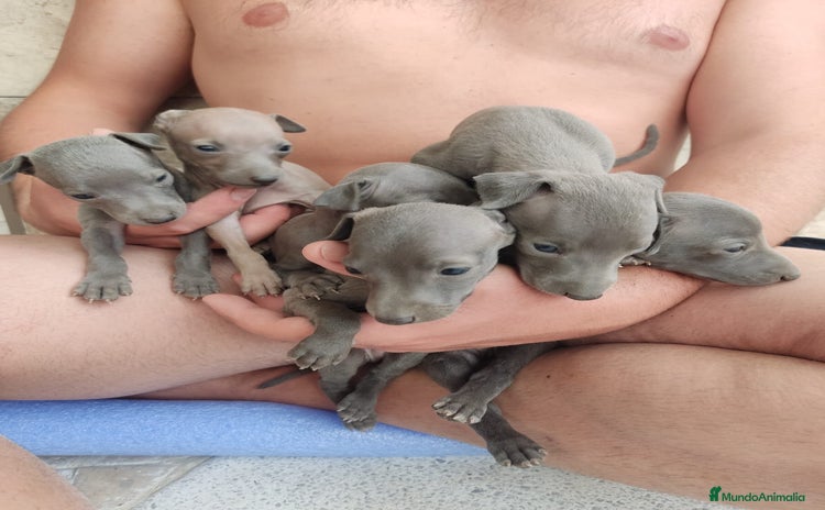 Pequeño Lebrel Italiano perros - Anuncio 1