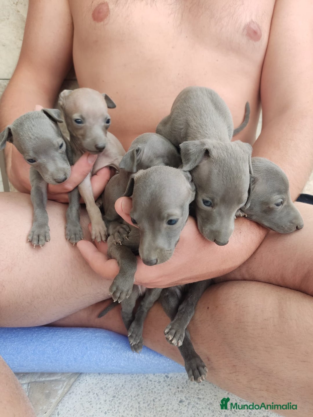 Pequeño Lebrel Italiano perros en venta: Lebrel italiano - Imagen 1