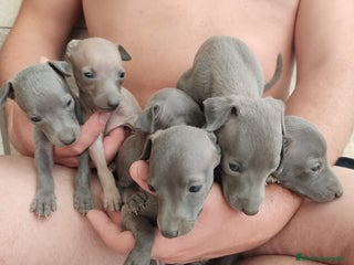 Pequeño Lebrel Italiano perros - Anuncio 2