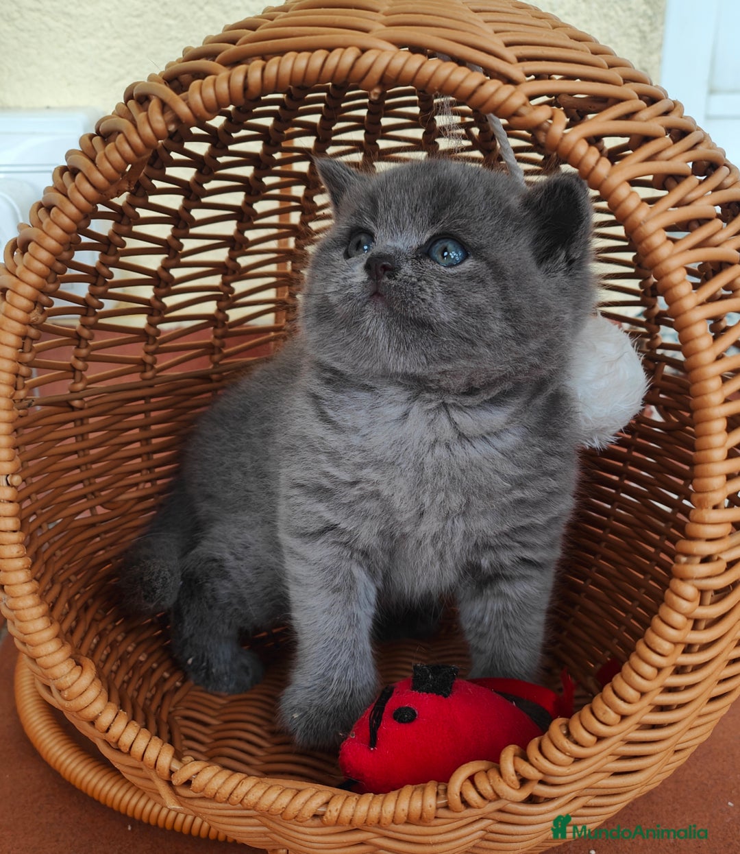 Británico de Pelo Corto Azul gatos en venta: Gatito British shorthair color blue - Anuncio 3