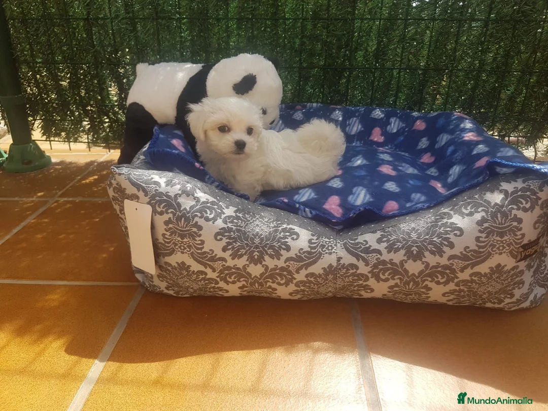 Bichón Maltés perros en venta: Bichón Maltés  - Anuncio 8