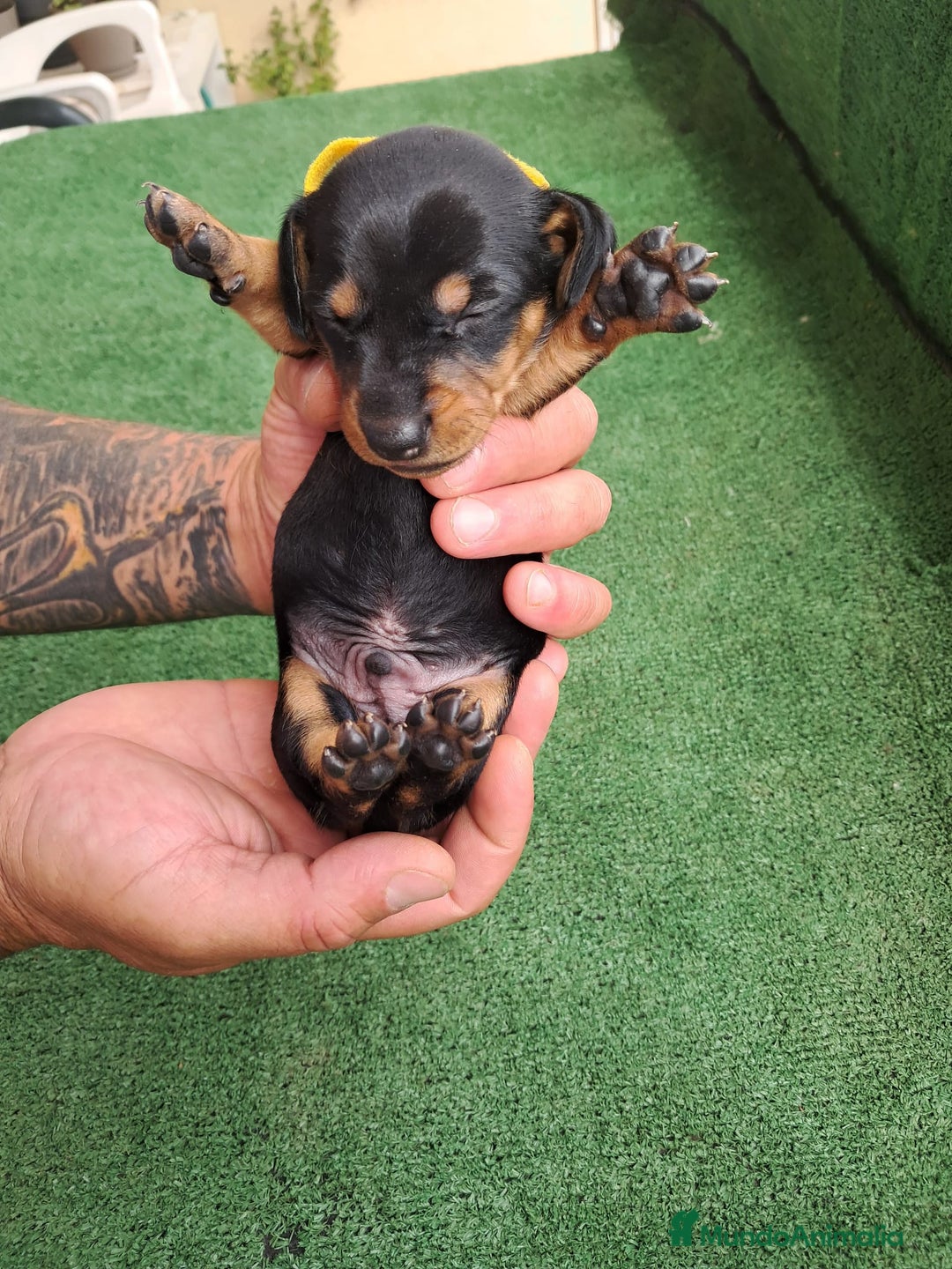 Teckel Miniatura perros en venta: Teckel Miniatura  - Imagen 27