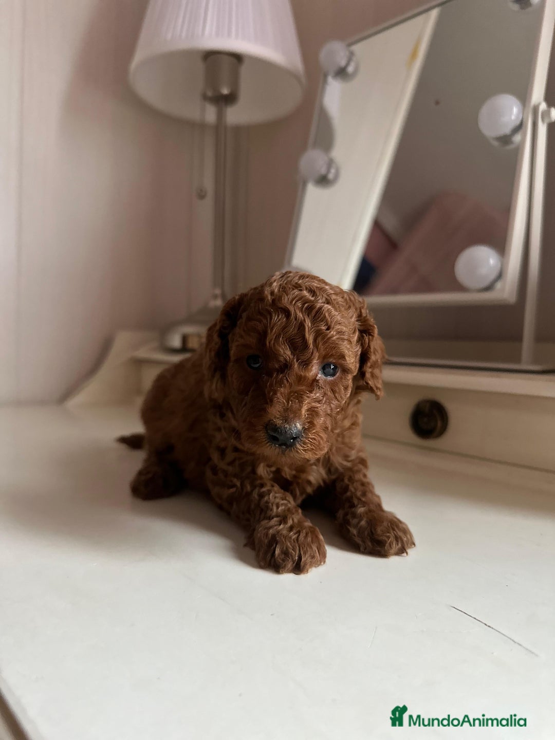 Caniche Toy perros en venta: Venta de caniche toy - Anuncio 3