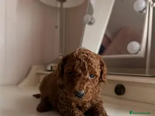 Caniche Toy perros Venta de caniche toy - Anuncio 1