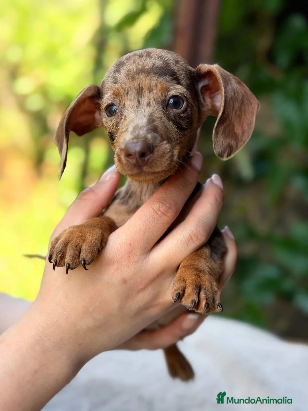 Teckel Miniatura perros en venta: Teckel miniatura Arlequin  - Anuncio 2