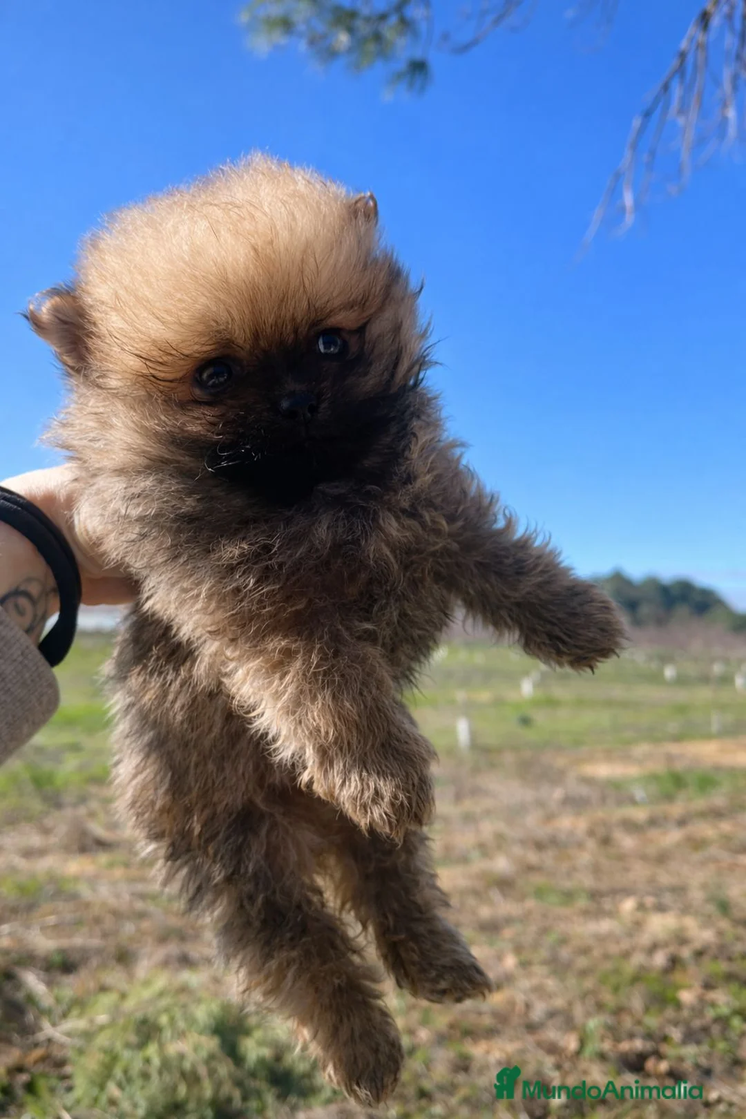 Pomerania perros en venta: Machito Pomerania tipo Teddy - Anuncio 5