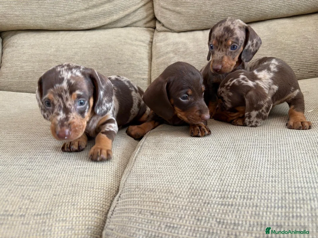 Teckel perros en venta: Cachorros de Teckel Kaninchen  - Anuncio 4