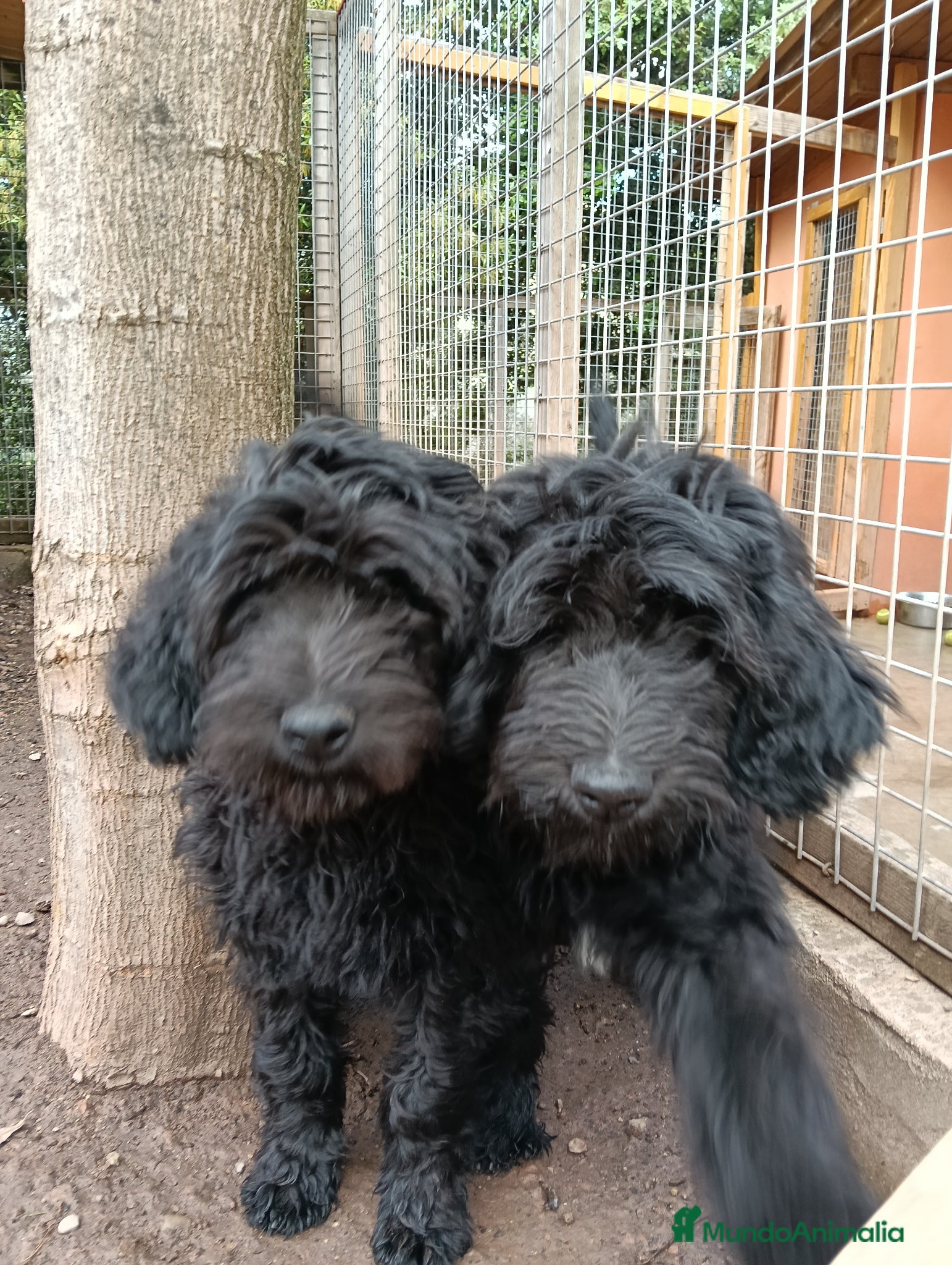 Labradoodle perros Hermosos cachorros - Anuncio 1