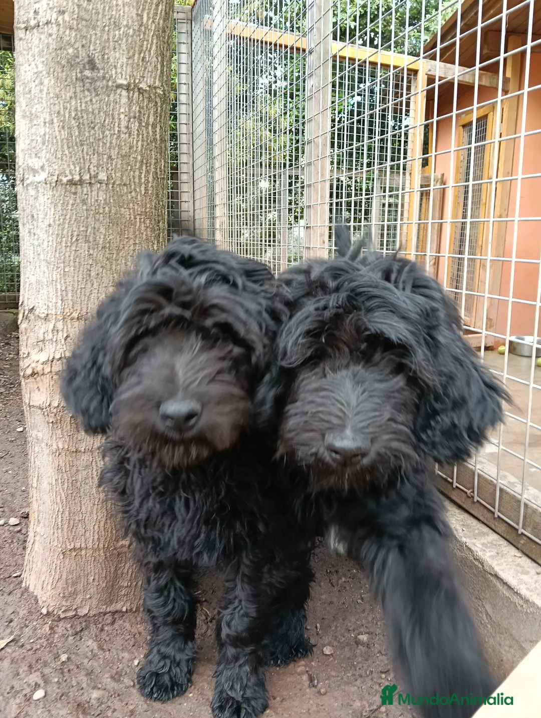 Labradoodle perros en venta: Hermosos cachorros - Anuncio 1