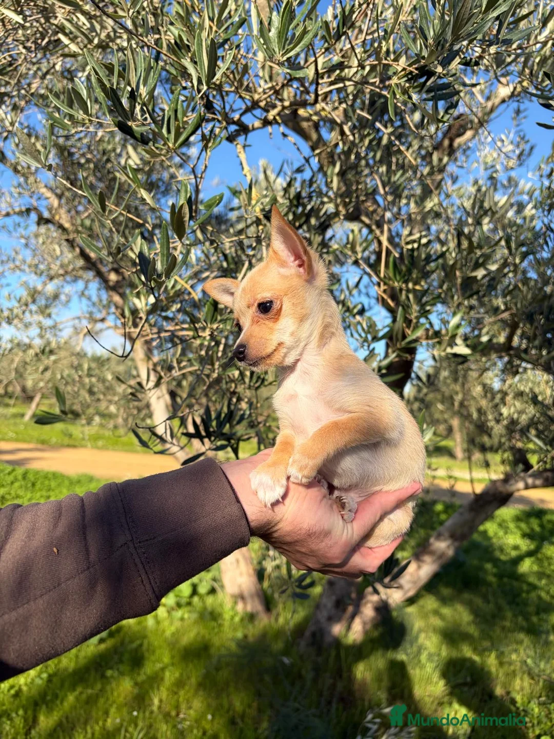 Chihuahua perros en venta: Chihuahua  - Anuncio 1