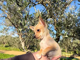 Chihuahua perros Chihuahua - Anuncio 1