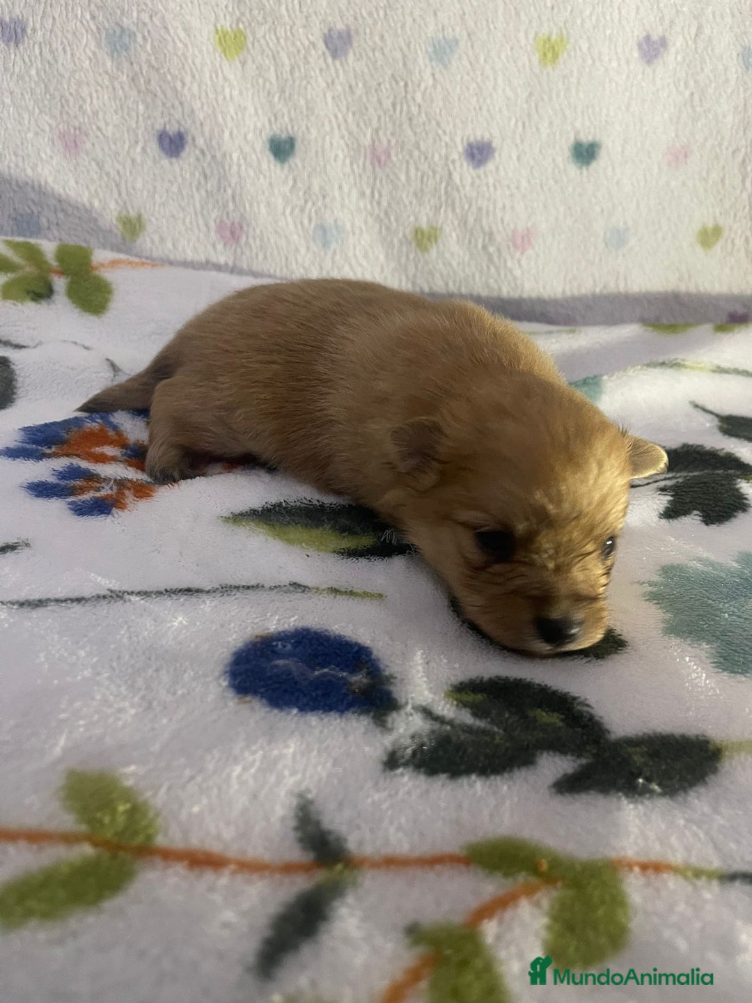 Pomerania perros en venta: Pomerania  - Anuncio 1