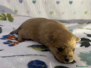 Pomerania perros Pomerania - Anuncio 1