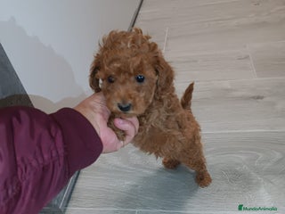 Caniche Toy perros CANICHE TOY - Anuncio 1