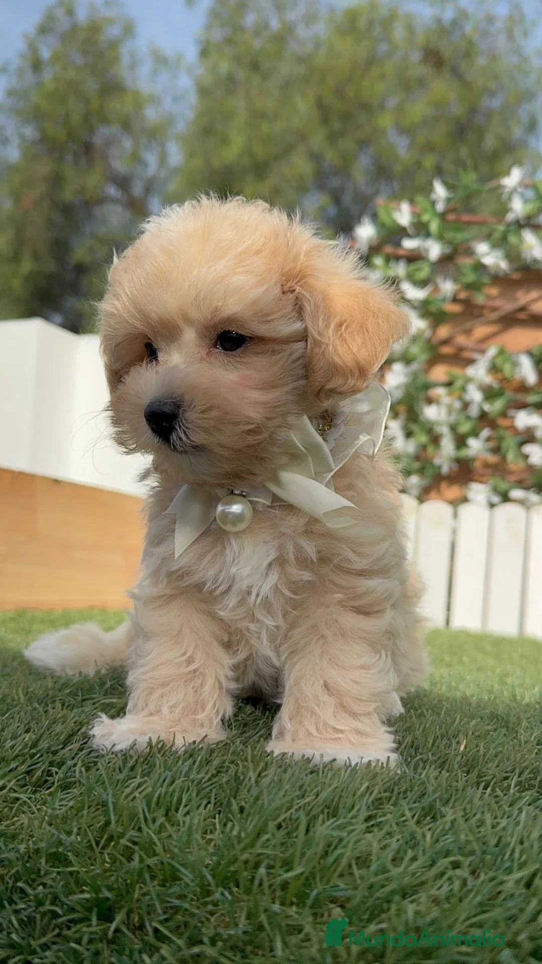 Maltipoo perros en venta: MALTIPOO - Anuncio 2