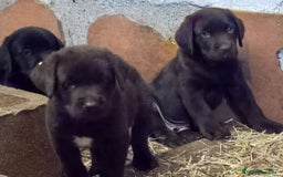 Labrador Retriever perros en venta: Camada de Labradores - Imagen 3