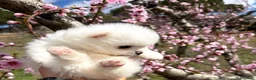 Pomerania perros en venta: Pomerania hembras disponibles toy  - Anuncio 6