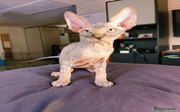 Sphynx gatos en venta: Sphynx Macho Blanco - Imagen 1
