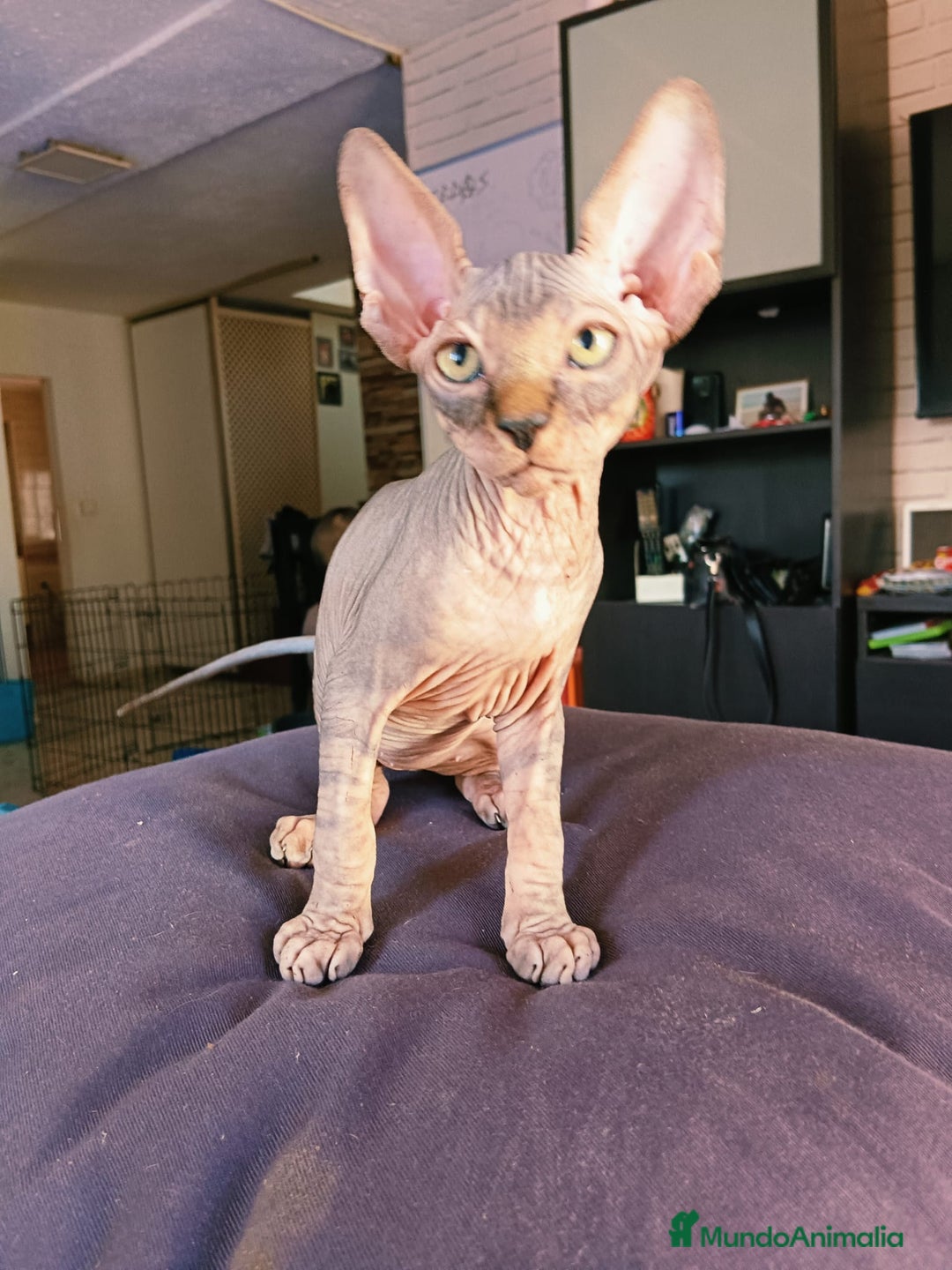Sphynx gatos en venta: Sphynx Macho Blanco - Imagen 1
