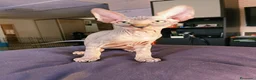 Sphynx gatos en venta: Sphynx Macho Blanco - Anuncio 1