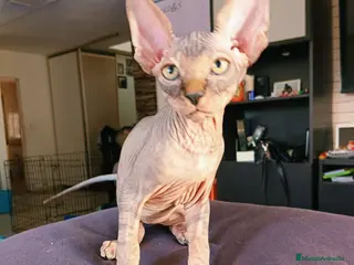 Sphynx gatos Sphynx Macho Blanco - Anuncio 8