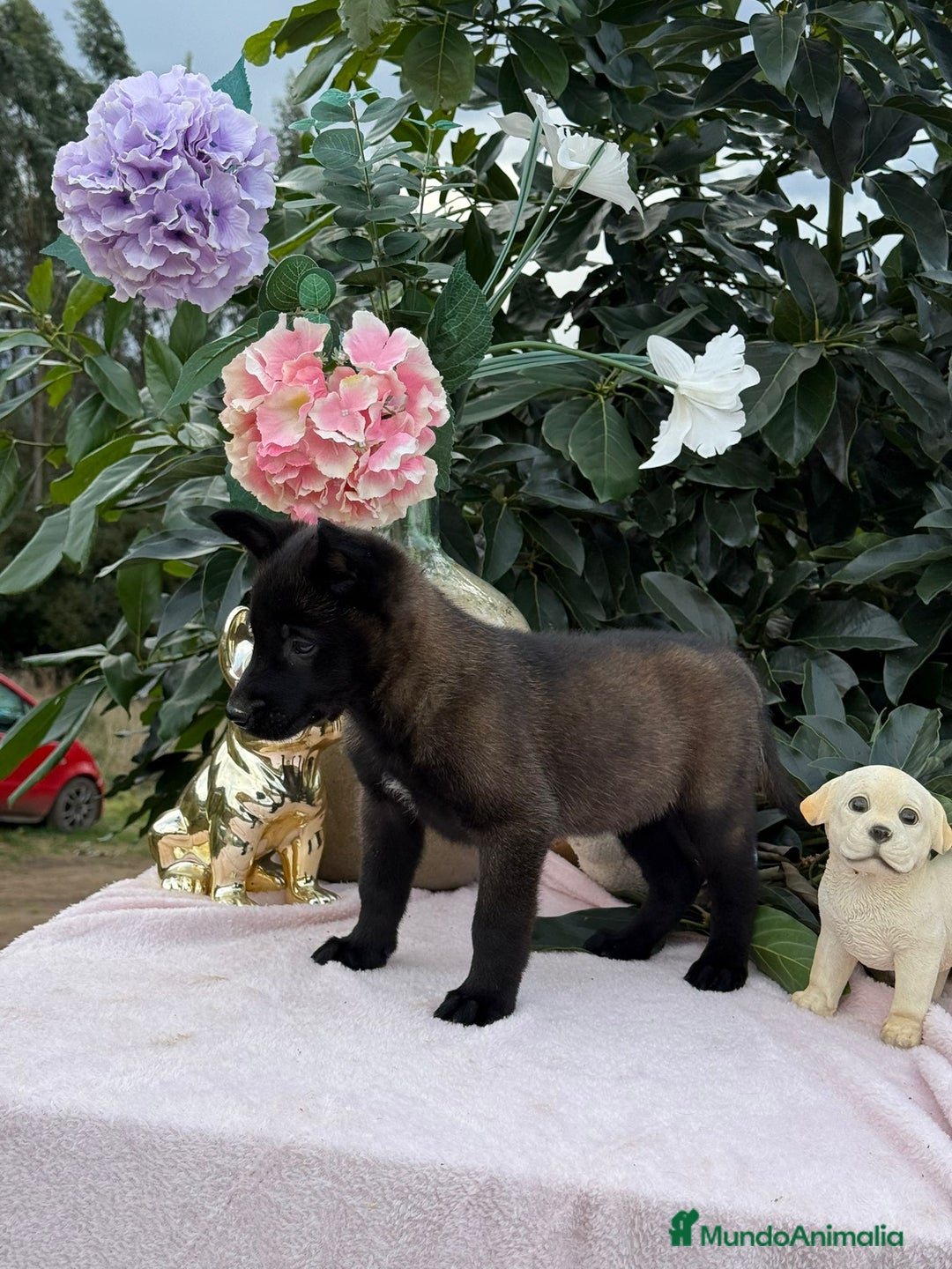 Pastor Belga Malinois perros en venta: Excelentes cachorros de pastor belga malinois - Anuncio 4
