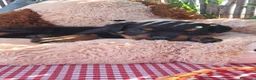 Rottweiler perros en venta: Bebés Rottweiler  - Anuncio 4