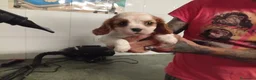 Cavalier King Charles Spaniel perros en venta: Cavalier - Anuncio 3