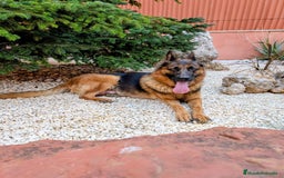 Pastor Alemán perros en venta: Cachorros pastor aleman disponibles - Imagen 2