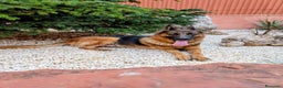 Pastor Alemán perros en venta: Cachorros pastor aleman disponibles - Anuncio 3