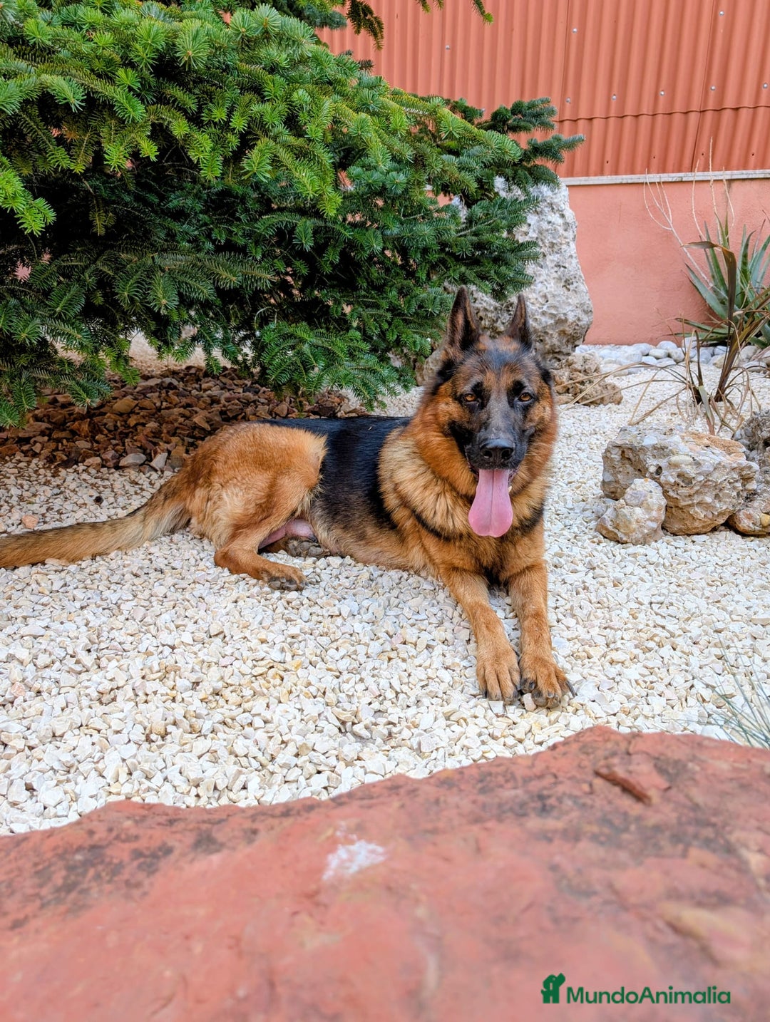 Pastor Alemán perros en venta: Cachorros pastor aleman disponibles - Imagen 2