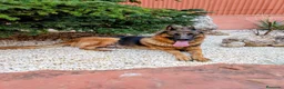 Pastor Alemán perros en venta: Cachorros pastor aleman disponibles - Anuncio 3