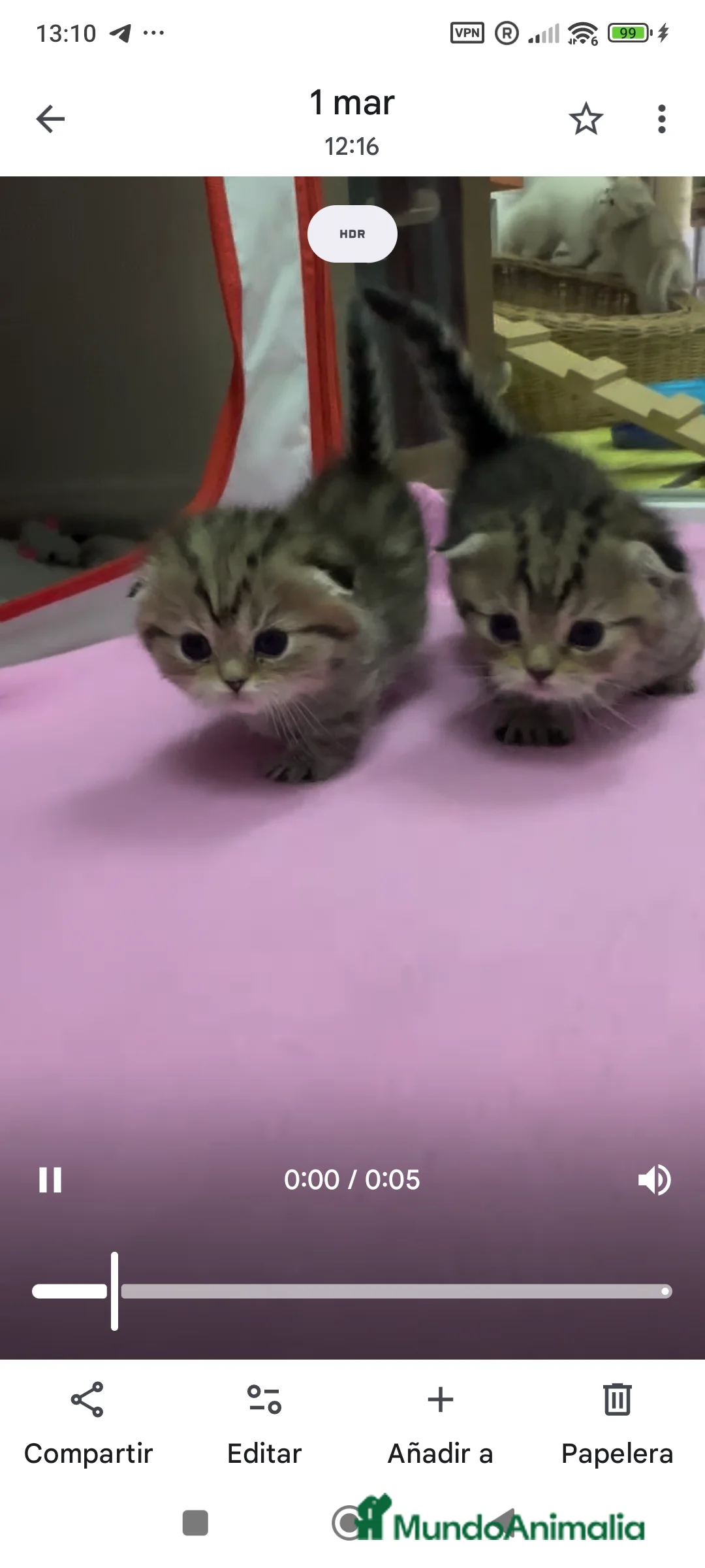 Munchkin gatos en venta: Gatitos Munchkin - Anuncio 2