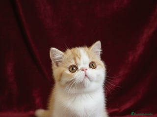 Exótico de Pelo Corto gatos - Anuncio 5