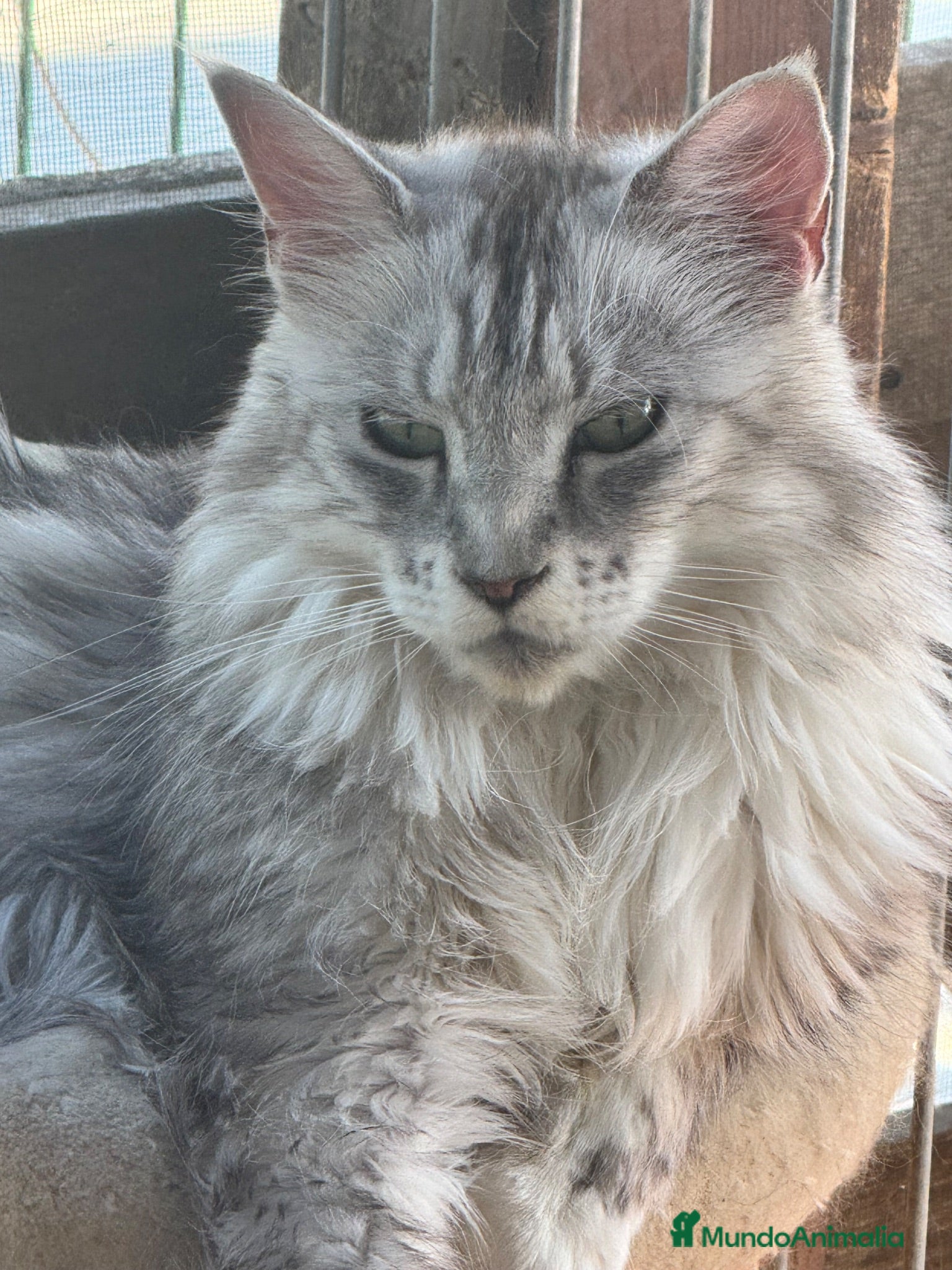 Maine Coon gatos Precioso cachorro Maine Coon - Anuncio 1