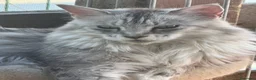 Maine Coon gatos en venta: Precioso cachorro Maine Coon - Anuncio 1